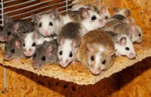 Ponad tysiąc myszy w... mieszkaniu! Rozmnażały się bez kontroli