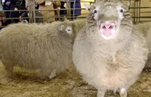 20 lat temu przyszła na świat owieczka Dolly.