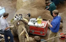 Operacja usunięcia zaćmy/katarakty przeprowadzona na słoniu