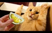 Reakcje kotów na najbardziej śmierdzący owoc świata