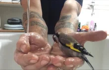 Mały ptaszek bierze kąpiel na rękach swojego właściciela.