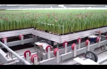 Automatyzacja produkcji tulipanów