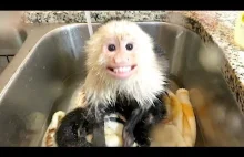Małpka która uwielbia gorącą kąpiel