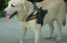 Police dog in Thailand