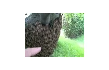 Zabawa z pszczołami