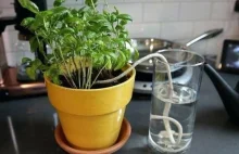 6 Brilliant Hacks How To Water Plants While You Are Away For Vacation