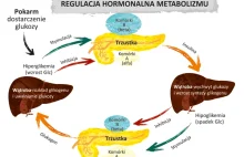 ZABURZENIA HORMONALNE zależne od INSULINY i KORTYZOLU