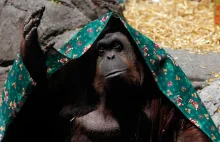 Orangutan uznany za "nie będącą człowiekiem osobę posiadającą prawa". [eng]