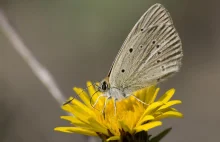 W Polsce zidentyfikowano unikatowy gatunek motyla