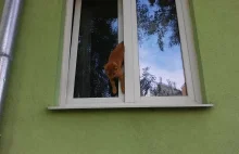 Pruszków: Kot zakleszczył się w oknie. Nie przeżył