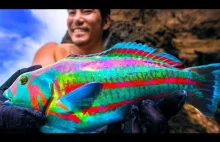 Niesamowita kolorowa ryba z Japonii
