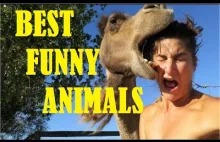 Funny animals Compilation || Best Funny Videos Animals 2015