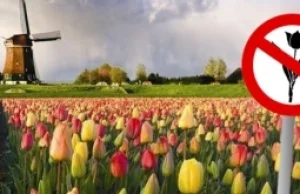 Dlaczego tulipan nie lipa