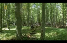 Puszcza Białowieska - zobacz genialny film - dla maniaków natury