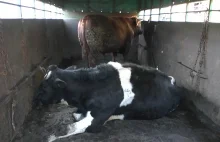 Krowy nie podróżują w „byczych” warunkach [ZDJĘCIA]