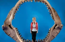 Megalodon - prehistoryczny rekin