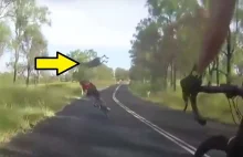 Rozpędzony kangur znokautował rowerzystkę. Przypadkowo zostało to nagrane