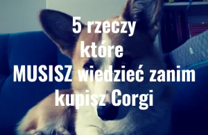 5 rzeczy, które musisz wiedzieć ZANIM kupisz Corgi