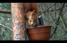 Jak nazwać wiewiórkę w moim ogrodzie? (ʘ‿ʘ)