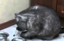 Gruby kot nie jest zadowolony byciem na diecie