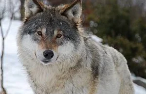 Norwegia wydała pozwolenie na odstrzał 42 z 56 wilków jakie żyją w tym kraju