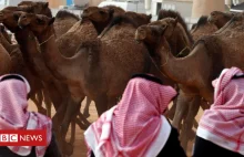 Wielbłądy usuniete z arabskiego turnieju piękności, za stosowanie botoksu!