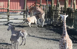 Żyrafa zabita przed antylopę eland
