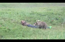 Atak niedźwiedzia