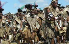 Lamparty mogą wyginąć przez szybko rozwijający się w Afryce kult religijny