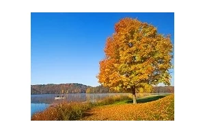 Jak drzewa zmieniają barwę swych liści?