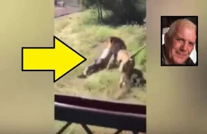 Lew zaatakował właściciela zoo na oczach turystów [WIDEO]