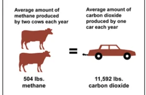 Fakty klimatyczne: hodowla zwierząt emituje więcej CO2 i metanu niż samochody
