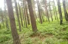 3 sposoby srania w lesie