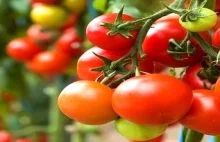 Niegnijące pomidory wolne od GMO