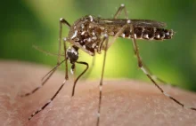 Jak korporacje wykorzystują Zika by ukryć prawdę przed światem