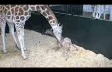 Mała żyrafka pierwszy raz staje na nogi