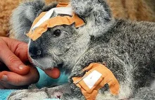 Rząd Australii jest przeciwny ratowaniu zwierząt. Koale i kangury mają być zabij