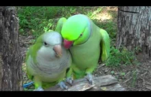 Zwariowane papugi