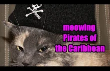 Squeal Cat meowing Pirates of the Caribbean