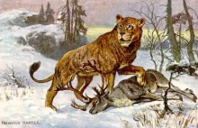 Naukowcy znaleźli na Syberii dwa zamrożone lwiątka. Zachował się każdy szczegół