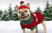Czy ubierać psa na zimowe spacery?