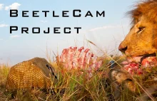 Oko w oko z lwem - projekt BeetleCam