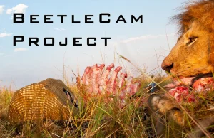 Oko w oko z lwem - projekt BeetleCam