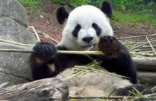 WWF: panda wielka nie jest już gatunkiem zagrożonym!