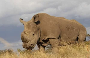 Ostatni żyjący na świecie Biały Nosorożec ma Tindera