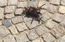 Bardzo groźne pająki we Wrocławiu. Znaleziono wylinki.