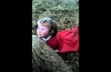 3-letnia dziewczynka odbiera poród owcy
