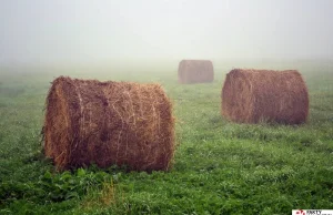 Oszust złapany. Próbował sprzedać gospodarzowi jego własne baloty słomy