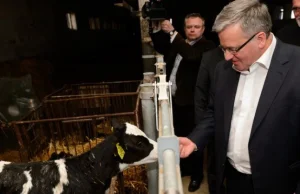 Kampania Komorowskiego... w oborze. Prezydent do krowy: "Palec possiesz?"