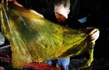 40 kilogramów plastikowych siatek znaleziono w brzuchu wieloryba